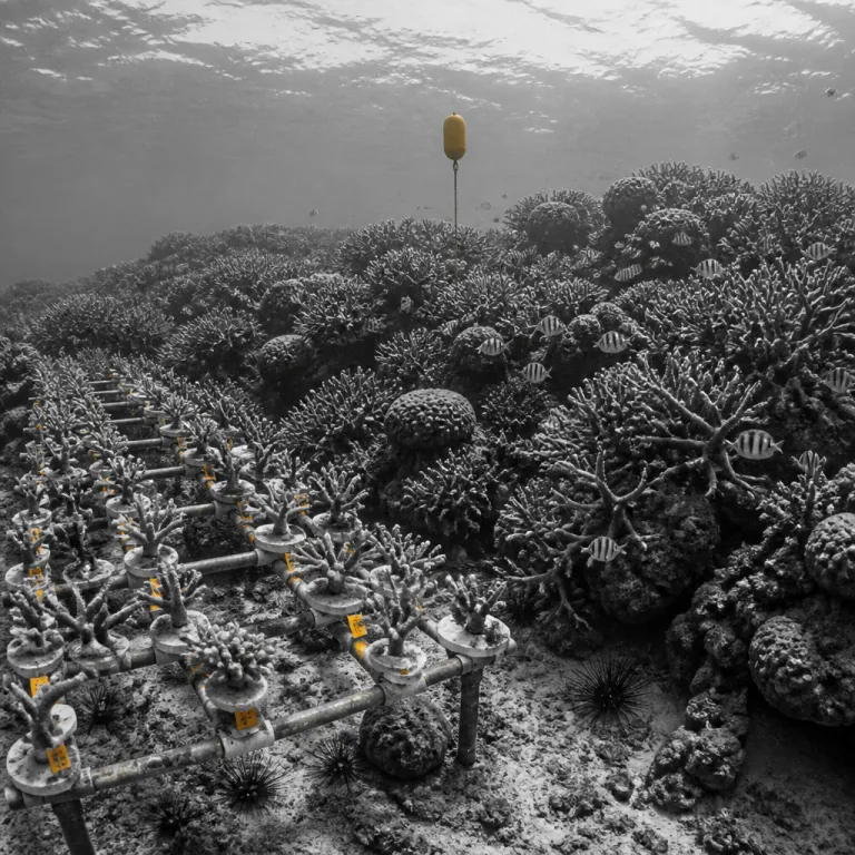 Diving with purpose: the Caribbean reefs being restored one coral fragment at a time